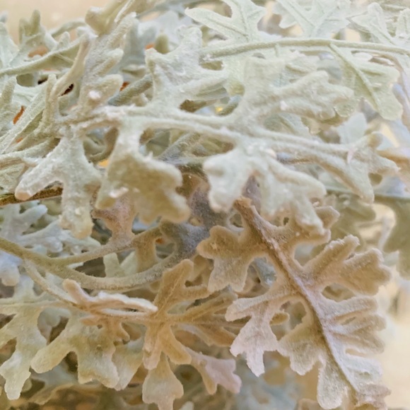 Dusty Miller Stem - Picture 2 of 5